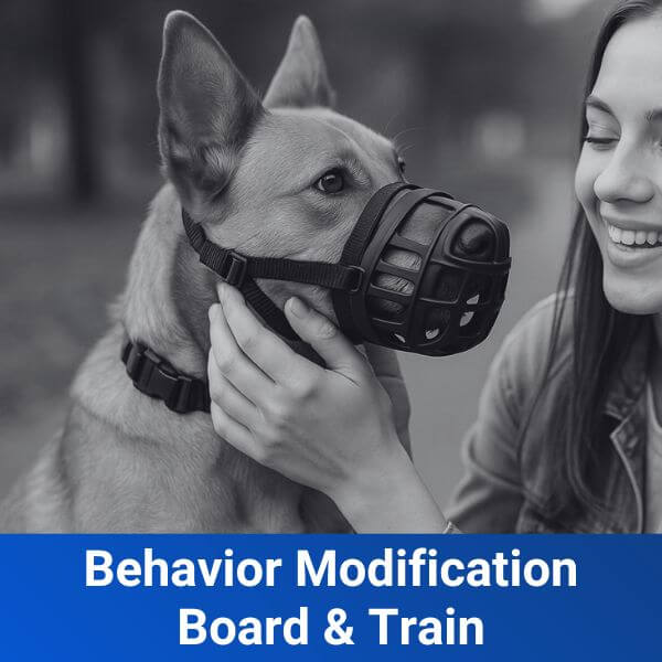 Behavior Modification Board and Train