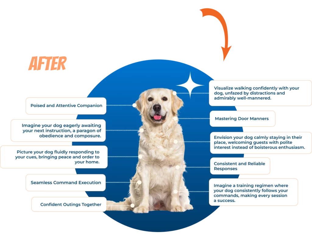 A marketing graphic titled 'After' shows a calm cream Golden Retriever inside a glowing blue circle, surrounded by text describing well-mannered behavior gained through training in Springfield, MO.