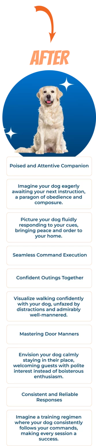 A tall 'After' graphic shows the smiling Golden Retriever in color inside a glowing blue circle, paired with text boxes describing calm, obedient behavior gained through training in Springfield, MO.