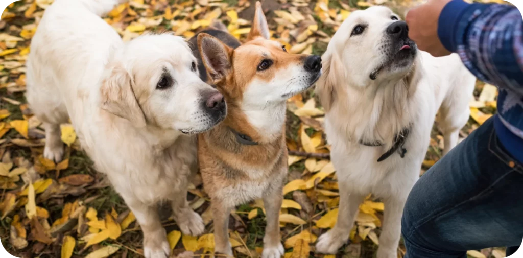Two Golden Retrievers and a third tan-and-white dog stand together on fallen leaves while a handler offers a treat to one of them during a Springfield, MO training session.