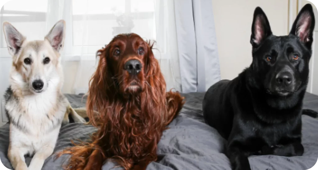 Three dogs — a tan-and-white dog, a red Irish Setter, and a black German Shepherd-type dog — sit together calmly on a bed in Springfield, MO.