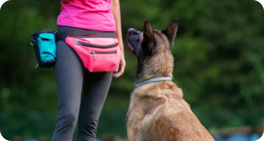 A trainer wearing pink and teal treat pouches stands beside an alert tan-and-black dog with a build resembling a Belgian Malinois in Springfield, MO.