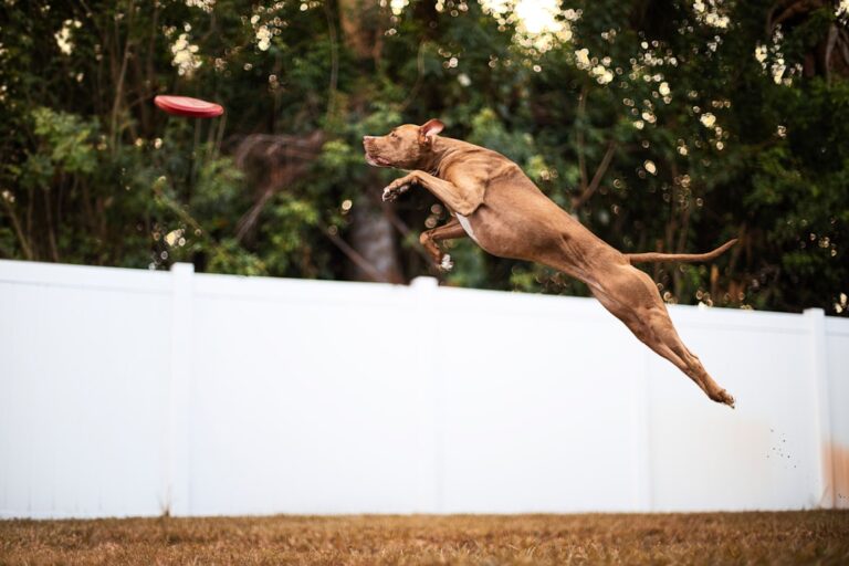 Decode Your Dog’s Play Style: A Comprehensive Guide to 8 Different Types
