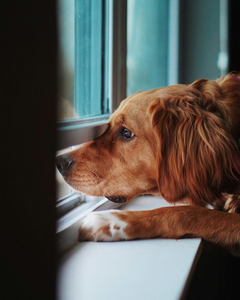 How to Teach Your Dog the Leave It Command: A Kid-Safe Guide for Pet Parents