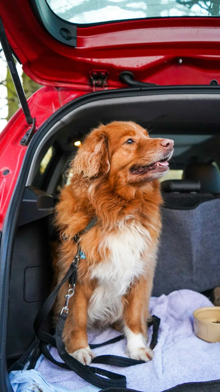 Road Trip Ready: A Comprehensive Guide to Training Your Dog for Car Travel