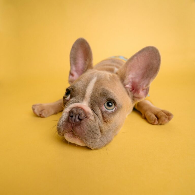Transform Your Dog’s Confidence: The Power of Touch Training and Trust Building