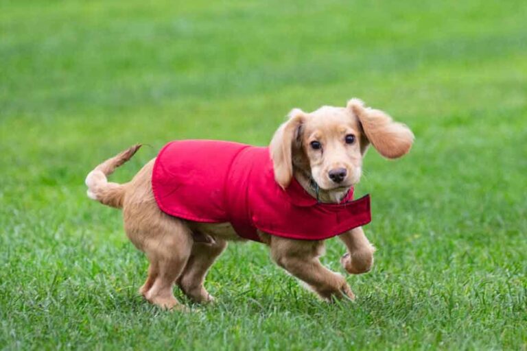 Common Leash Walking Mistakes and How to Fix Them