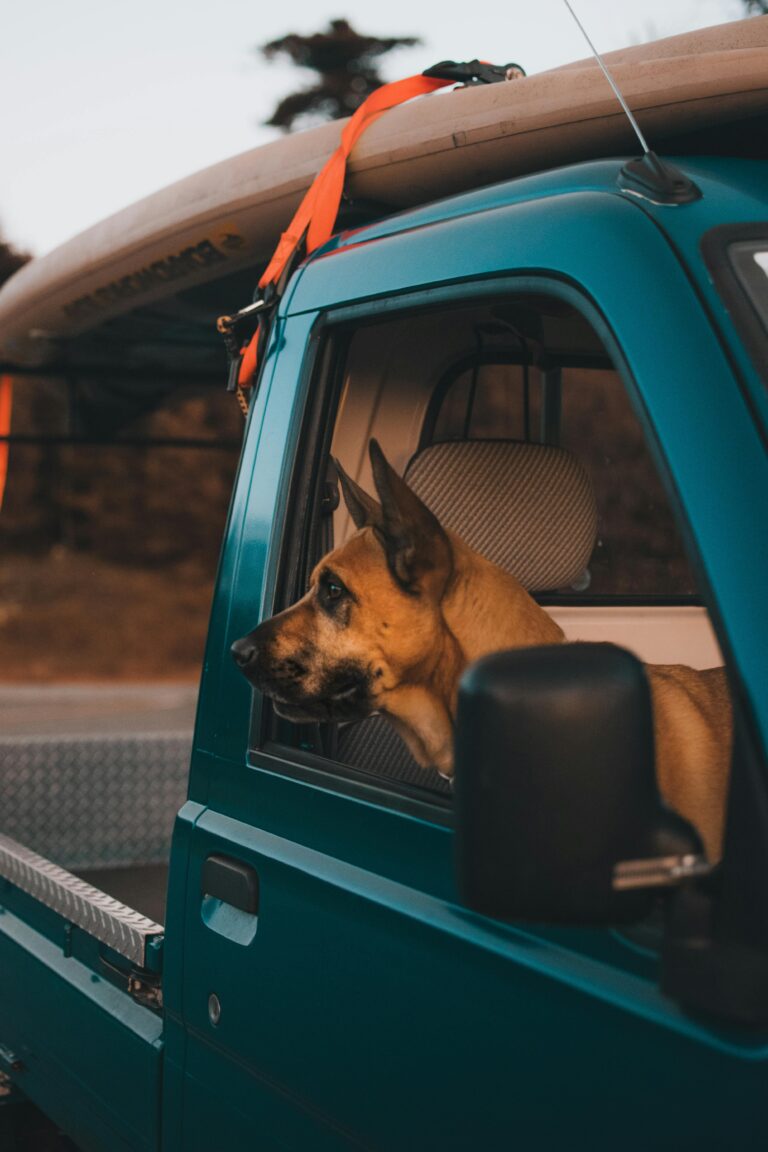 How to Train Your Dog to Stay Calm in the Car This Summer