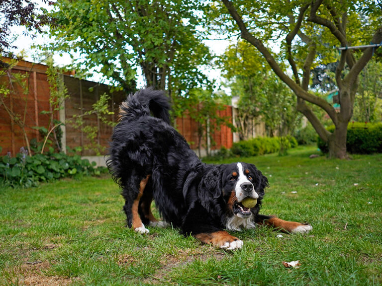 Serious Games for Dogs: A Comprehensive Guide to Accelerated Skill Learning
