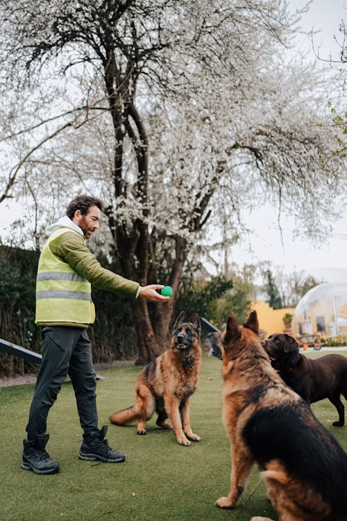 How to Stay Consistent With Dog Training (Even When Life Gets Busy)