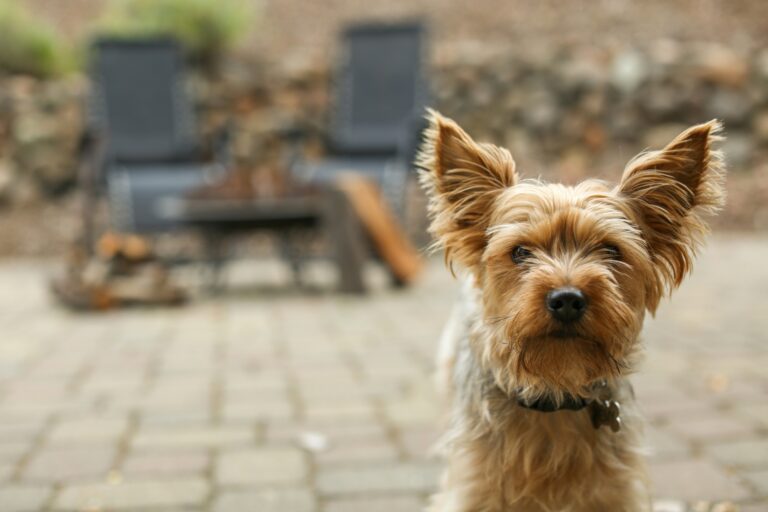 Backyard Safety for Dogs: BBQs, Kids, and Distractions