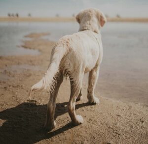 Beat the Heat: Signs of Dog Overheating and How to Prevent It This Summer 