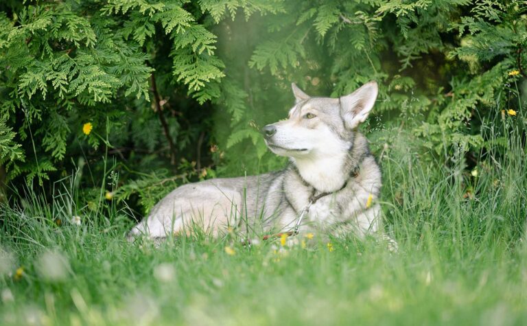 Beat the Heat: Signs of Dog Overheating and How to Prevent It This Summer