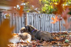 Backyard Safety for Dogs: BBQs, Kids, and Distractions