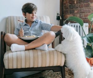 Summer food for dogs