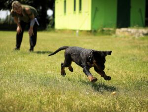 Keeping Your Dog Active When It’s Too Hot Outside
