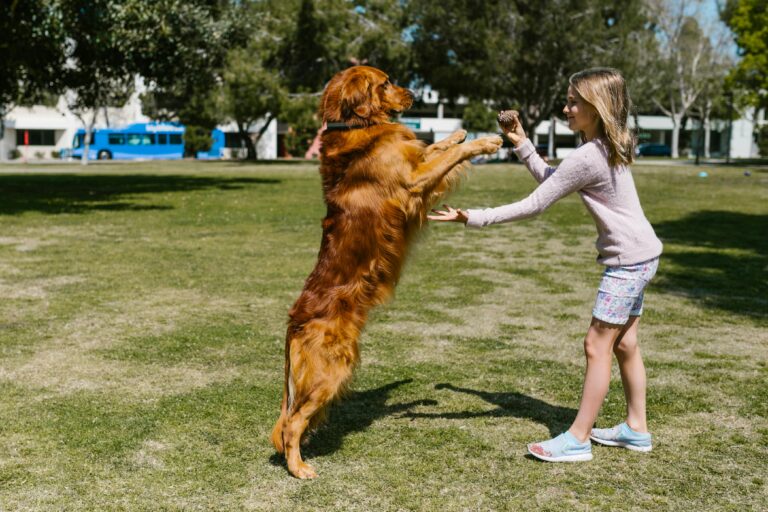 Keeping Your Dog Active When It’s Too Hot Outside