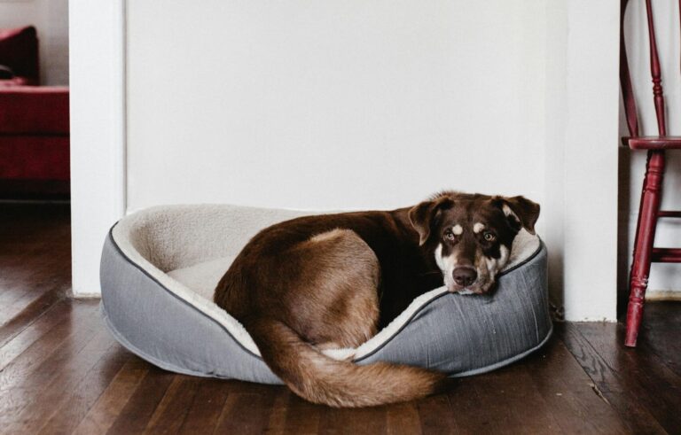 Back-2-School: Smooth Transitions for a Happy, Confident Dog