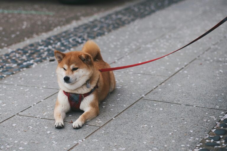 Mastering Loose Leash Walking Before Fall Adventures Begin