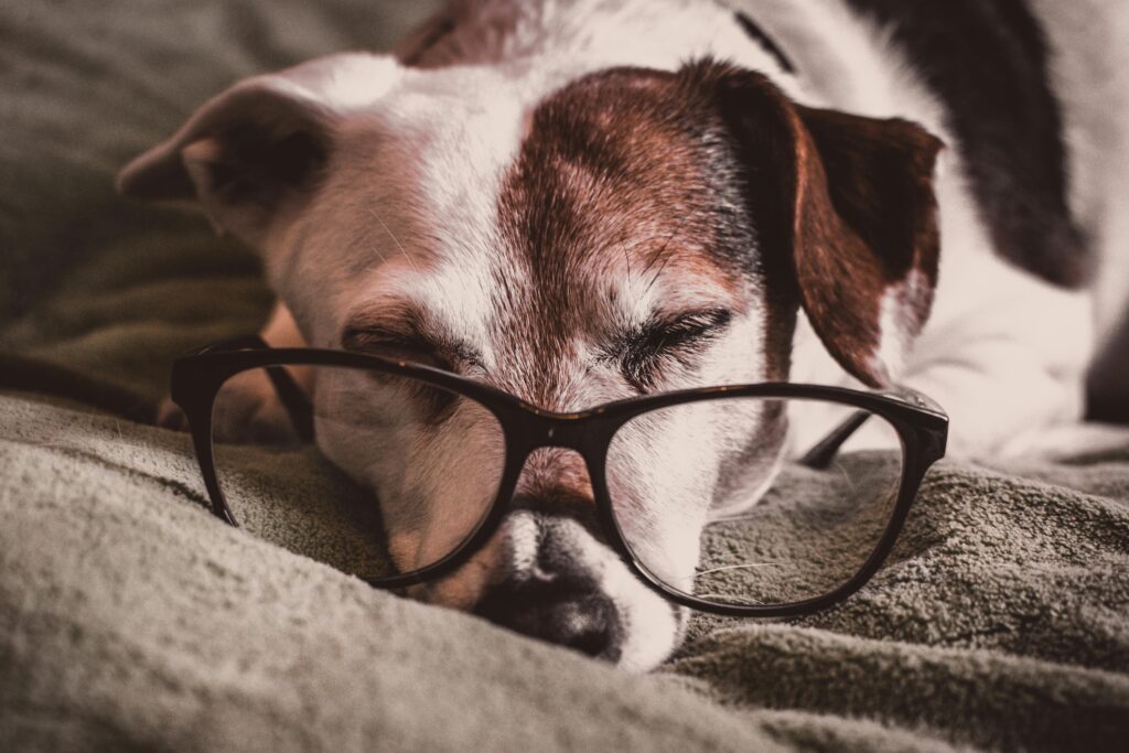 Preparing Your Dog for Back-to-School Schedule Changes