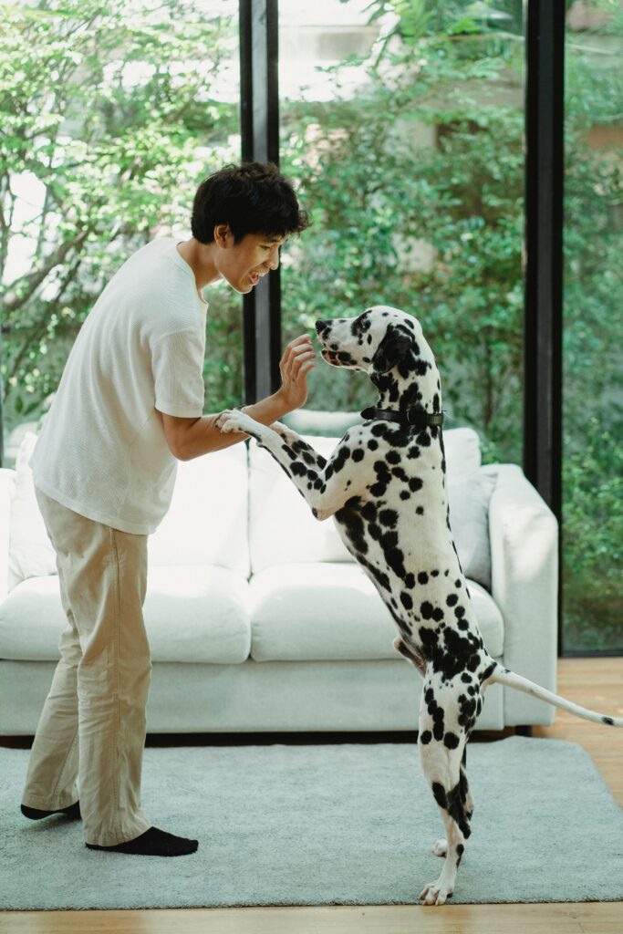 Obedience Training: A Powerful Lifelong Journey 