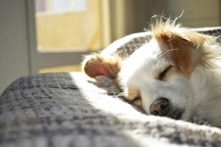 Busy Dog Owners: Proven Ways to Reinforce Training