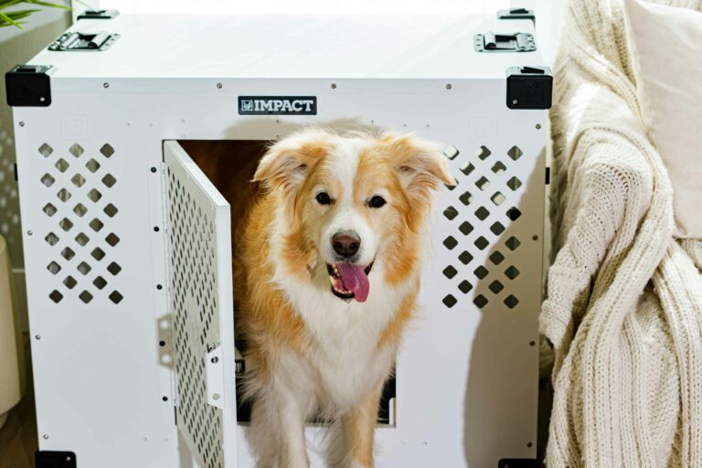 Crate Training 101: The Simple Positive Approach