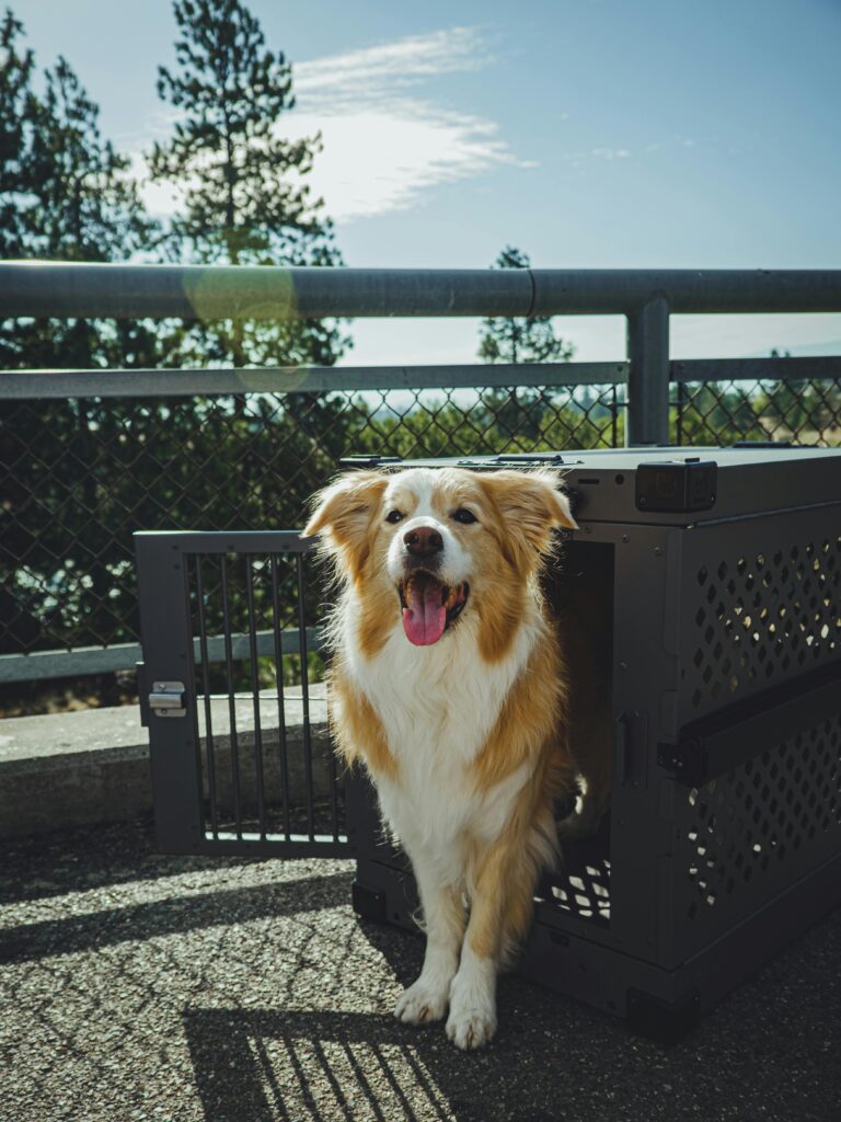 Crate Training 101: The Simple Positive Approach