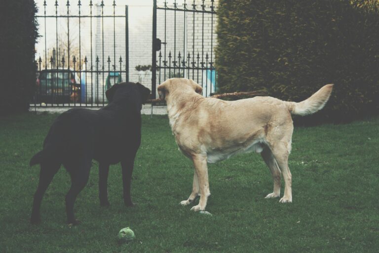 Dog Parks vs. Structured Play: What’s Better for Training?