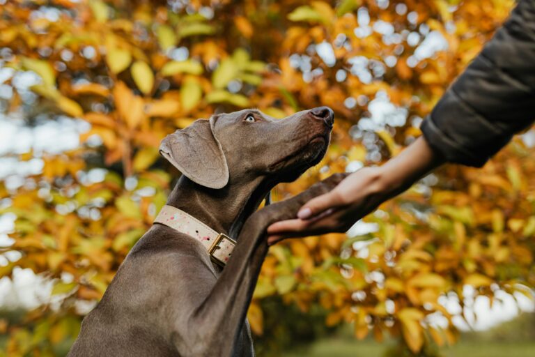 Obedience Training: A Powerful Lifelong Journey