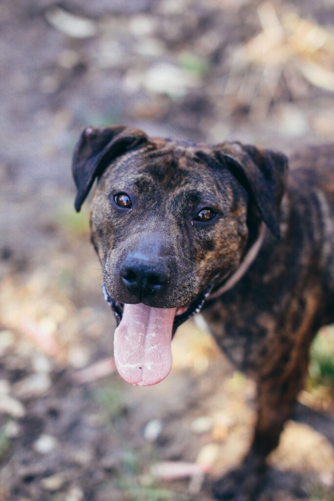 Dog Parks vs. Structured Play: What’s Better for Training? 