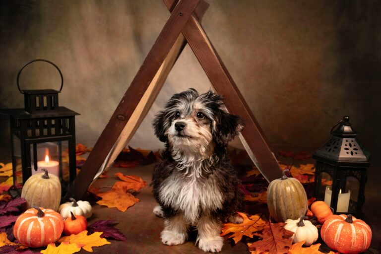 Spooky Halloween with Dogs: Fun Costumes, Candy, and Chaos