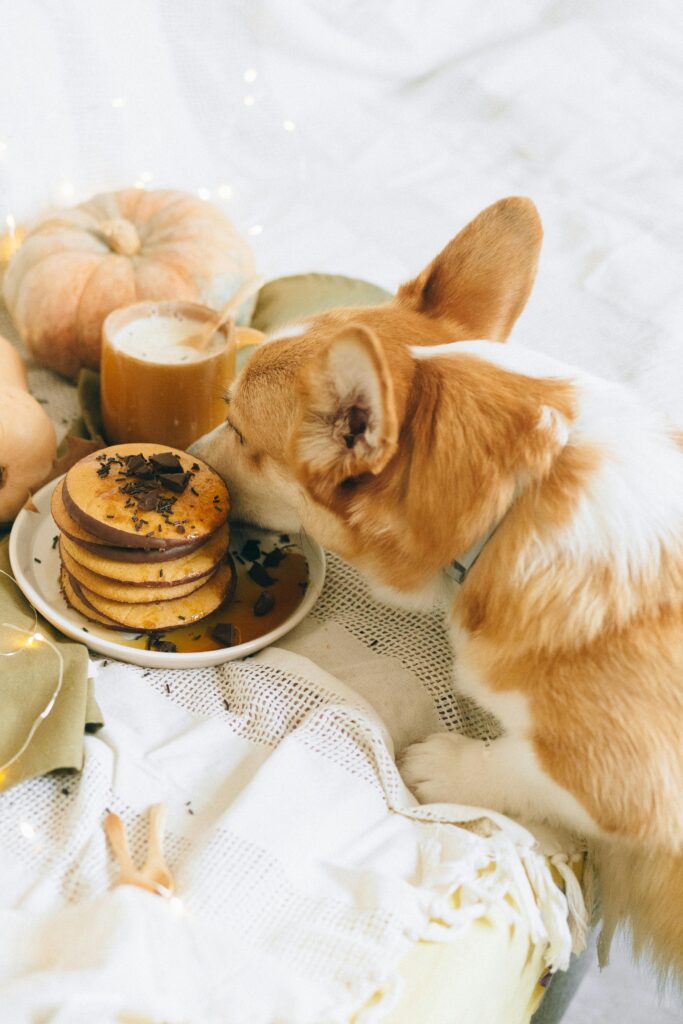 Thanksgiving Table Rules for Dogs: For a Happy Holiday
