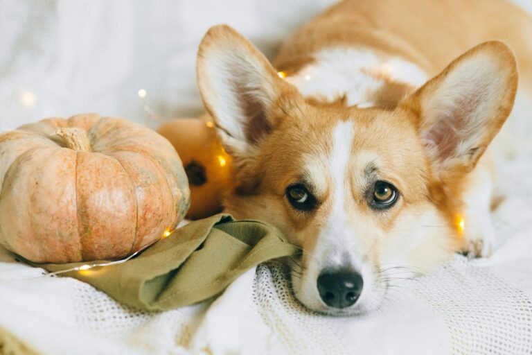 Thanksgiving Table Rules for Dogs: For a Happy Holiday