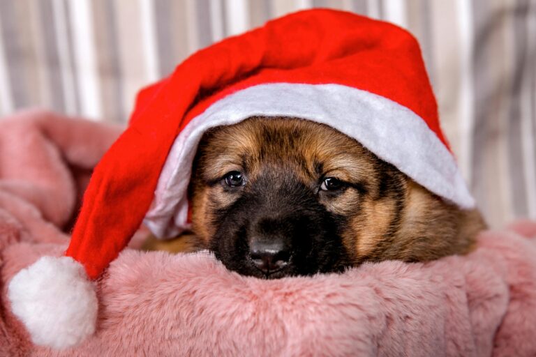 Holiday Hazards: Dangerous Foods, Decorations, and More