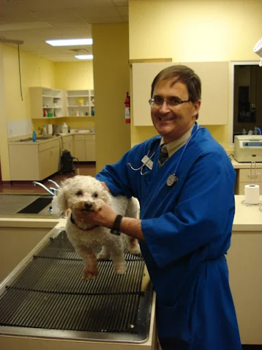 Expert Collaboration: How Vets and Trainers Support Behavioral Progress