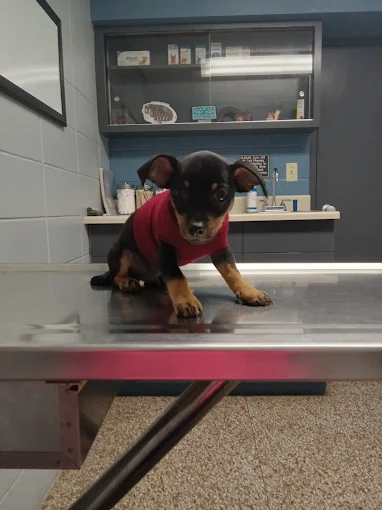 What Your Dog’s Wellness Exam Reveals About Their Training Progress