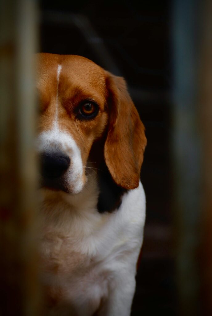 Bad Weather, Better Behavior: Training Calm During Thunder and Storms