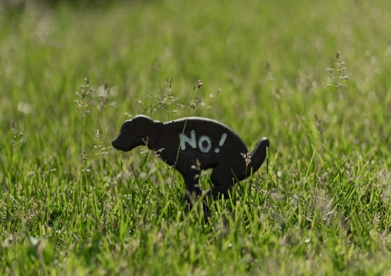 The Role of Pet Waste Removal in Responsible Dog Ownership