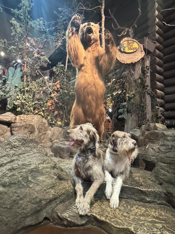 Public Manners for Dogs: Skills Every Prepared Dog Needs