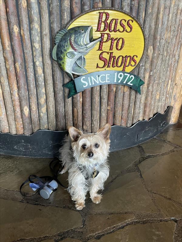 Public Manners for Dogs: Skills Every Prepared Dog Needs