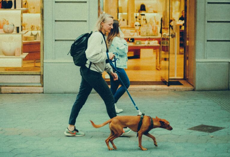 Public Manners for Dogs: Skills Every Prepared Dog Needs