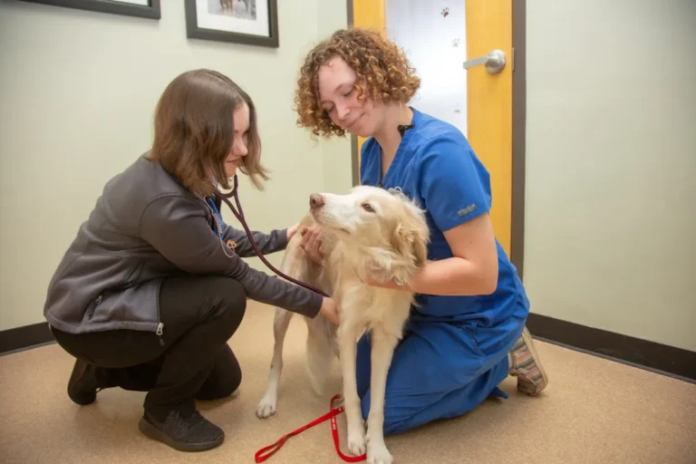 Dog practicing a calm grooming routine during spring shedding season