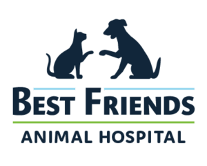 Dog practicing vet visit training with calm handling and a relaxed down-stay