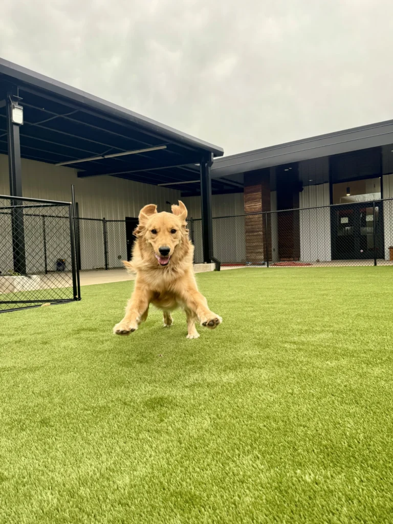Dog park readiness practice with a calm recall in Springfield, MO