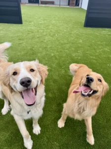 Dog park readiness practice with a calm recall in Springfield, MO