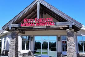 Dog practicing vet visit training with calm handling and a relaxed down-stay