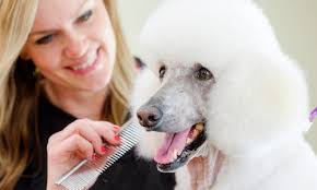 Dog practicing grooming appointment training with calm brushing and a relaxed down-stay