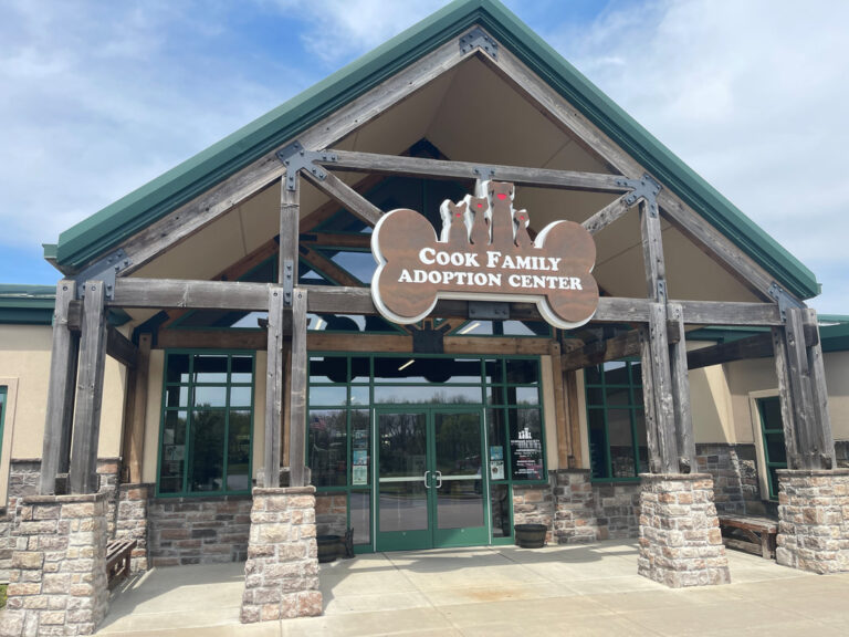 Rescue dog training with a calm place command in a Springfield home