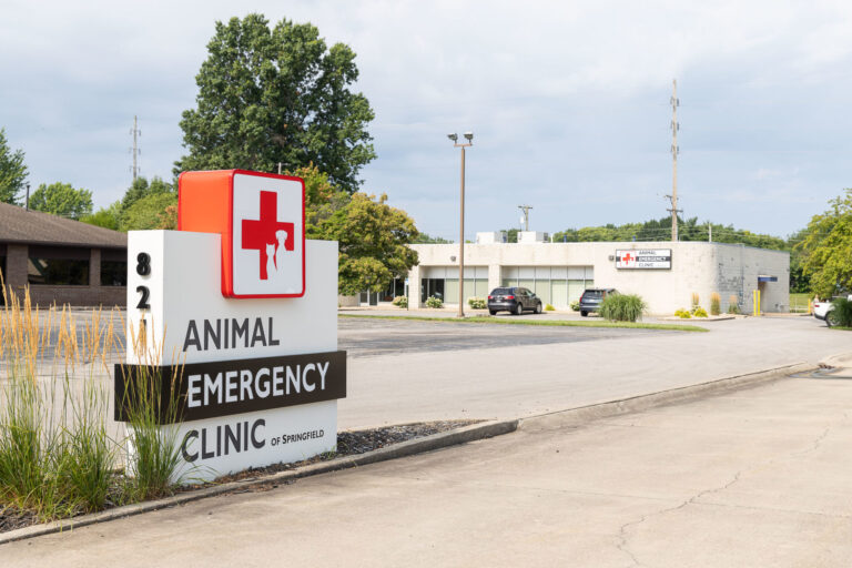 Dog practicing emergency vet preparedness with calm handling and a relaxed down-stay at home